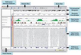 Figure 2 from Integrative Genomics Viewer (IGV): high-performance genomics  data visualization and exploration | Semantic Scholar