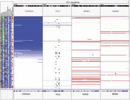 The Integrative Genomics Viewer (IGV) is an example of a genome browser...  | Download Scientific Diagram